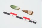 Foto von Zahn (NHMW-PRAE-024930a)